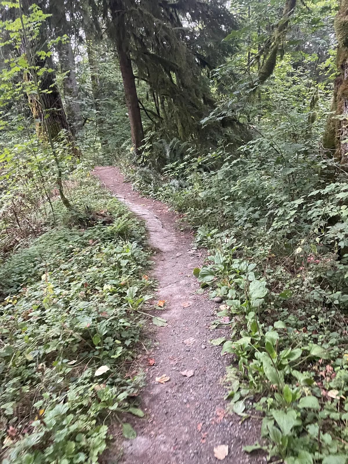 A narrow dirt singletrack winding through dense green undergrowth in a Pacific Northwest forest