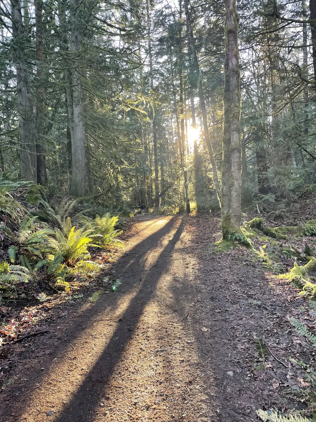 Low sun breaking through evergreens and casting long shadows across a forest trail